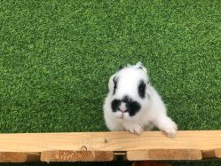 -萌宠亲子动物乐园(槐房万达店)