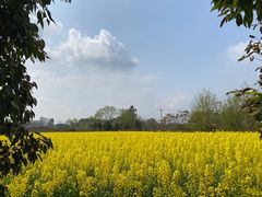 -紫颐香薰山谷景区