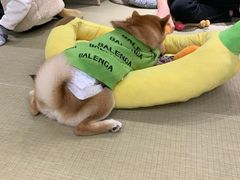 -逗柴咖啡屋·狗咖猫咖宠物桌游