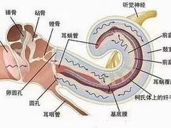 -自然之声助听器(平凉店)