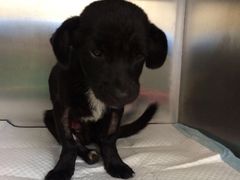 -骐奇宠物诊疗中心(南亭公路店)