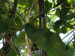 -洞背山庄(洞背院区式管理小区店)