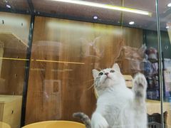 -奶牛家宠物酒店(嘉宏云顶店)