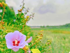 -南海子公园