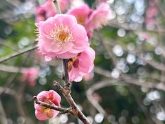 -杭州植物园