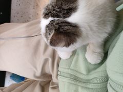 -喵园·猫主题咖啡厅·撸猫·猫咖(国贸店)