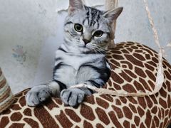 -PETKIT小佩宠物·低压洗护(国顺东路店)