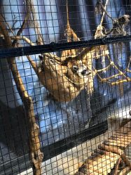 -酷嗒动物文化乐园(cutezoo西溪乐天城店)