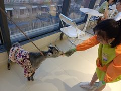 -怪兽屋·羊驼·猫咖·狗咖(俊华广场店)