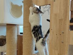 -有喵·猫咖·狗咖·30几只猫10只小狗(岗厦店)
