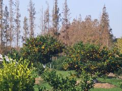 -上海长兴岛郊野公园