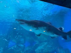 -海合安成都极地海洋公园