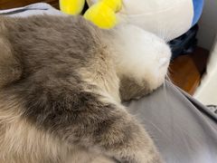 -东方名猫馆·英短金渐层布偶猫舍(环线广场1号楼店)