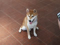 -柴犬高等学院·狗咖·柴犬售卖·宠物训练