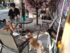 -柴犬高等学院·狗咖·柴犬售卖·宠物训练