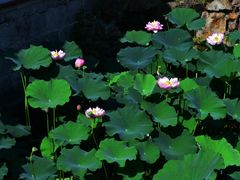 -上海醉白池公园