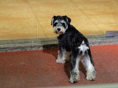 -more than meow吴止猫主题餐厅(承德 中船汇店)