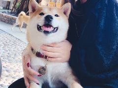 -柴犬高等学院·狗咖·柴犬售卖·宠物训练