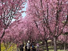 -古柏渡飞黄旅游区