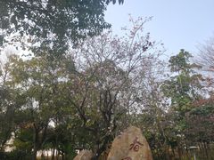 -聚龙山公园