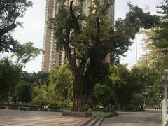 -晓港公园