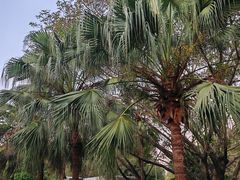 -南国桃园旅游度假区