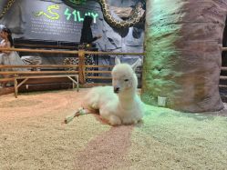 -Zoolung Zoolung动物主题公园(海信广场店)