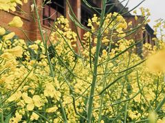 -白沙影视基地糖厂拍摄区