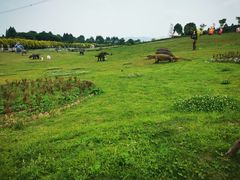 -紫颐香薰山谷景区