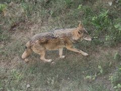 -合肥野生动物园