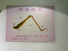 -上海昆虫博物馆