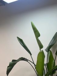 -蚂蚁造型俱乐部