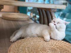 -飞行喵MR PILOT|猫舍·猫咖(静安大融城店)