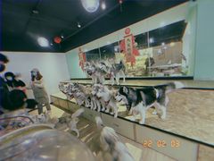 -Husky Go! 哈士奇体验馆·宠物咖啡厅狗咖