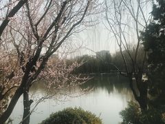 -团结湖公园