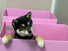 -翊宠yipet猫狗购宠庄园犬舍•猫舍