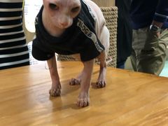 -藦茜花园宠物主题亲子互动体验馆(国顺东路店)