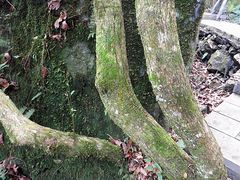 -祁门牯牛降观音堂风景区