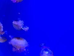 -南昌海洋公园