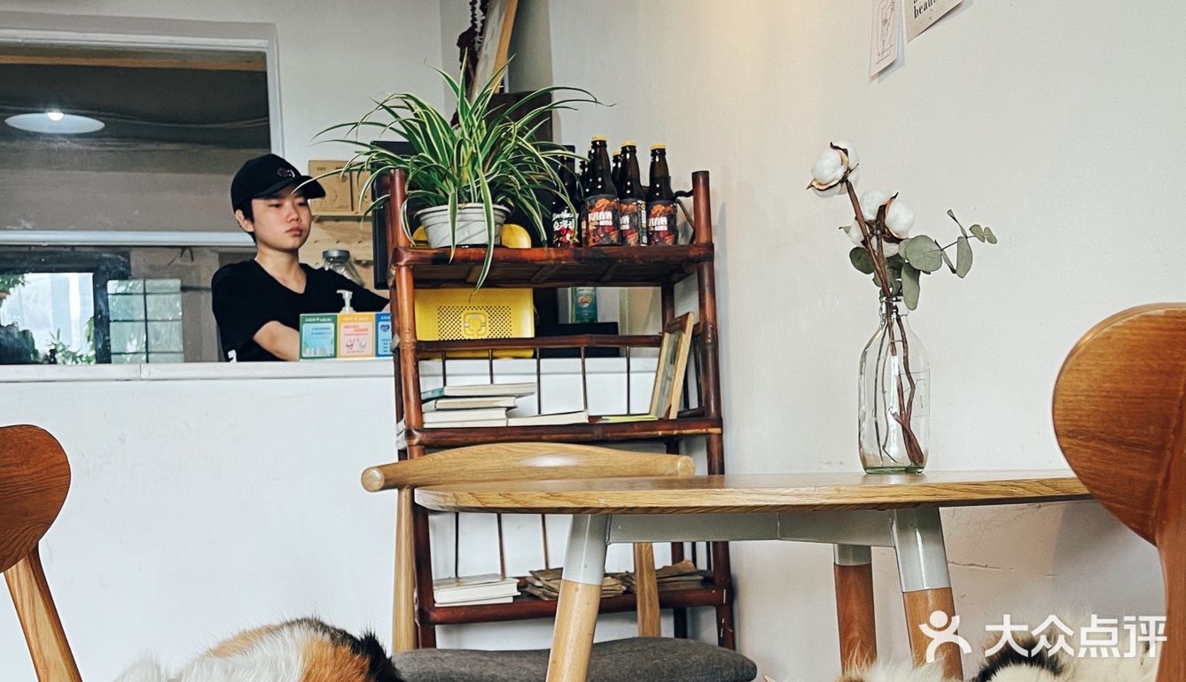 莎拉来啦｜网红戴家巷▪️来巷森撸猫呀🐱