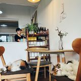 莎拉来啦｜网红戴家巷▪️来巷森撸猫呀🐱