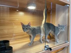 -猫十亿·布偶金渐层·曼基康矮脚猫舍(青年路店)