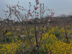 -南汇桃花村
