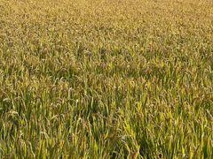 -丫丫蟹庄·苏式园林农家乐·阳澄湖大闸蟹(阳澄湖莲花岛店)