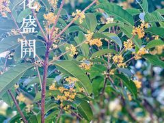 -新虹桥中心花园