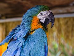 -西霞口神雕山野生动物世界