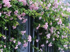 -杭州观成实验学校