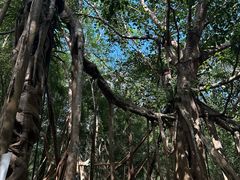 -中国科学院西双版纳热带植物园