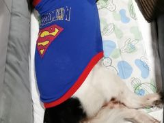 -瑞鹏宠物医院·爱宠堂·骨外专科(西荷分院)