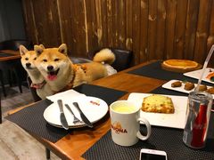 -百好乐宠物友好餐厅(朝外大街店)